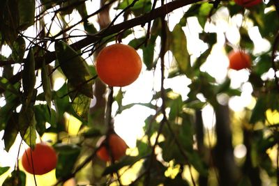 Low angle view of fruits on tree