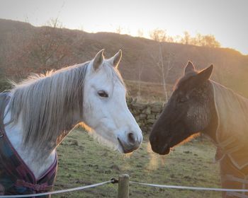 Horses on field against sky