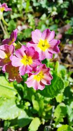 Close-up of pink flowering plant