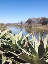 Scenic view of calm lake against clear sky