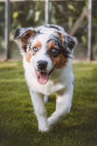 Australian shepherd puppy walks happily up to his owner expecting a treat. 