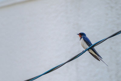 Low angle view of bird perching on cable