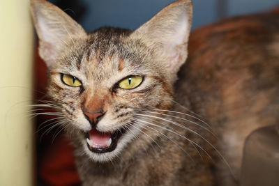 Close-up portrait of tabby cat