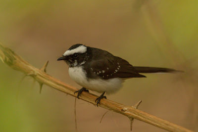 Close-up of bird perching on branch