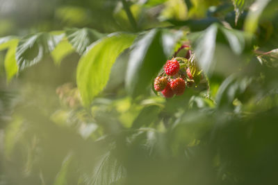 Close-up of red berries growing on plant