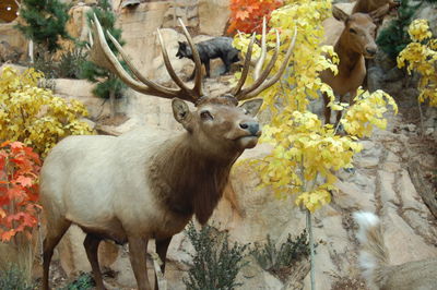 Deer and cow sculptures in park