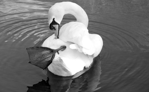 Close-up of swan in lake