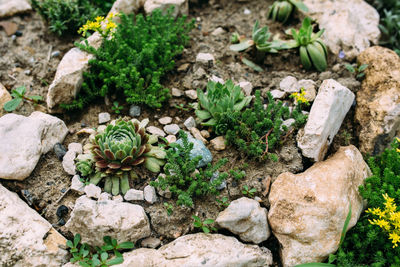 Beautiful succulents in the garden on the flowerbed.