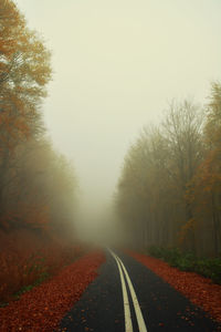 Misty road in the forest at autumn