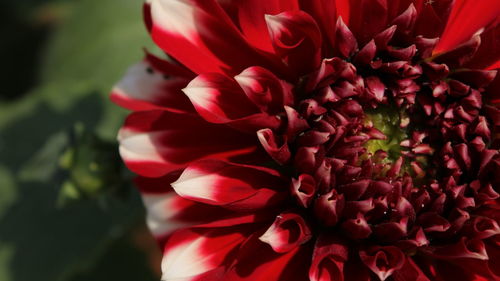 Close-up of red dahlia
