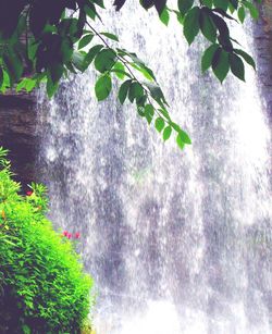 Low angle view of leaves against trees