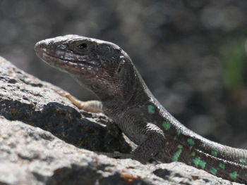 Close-up of lizard
