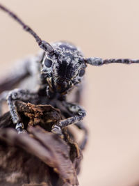 Close-up of insect on wood