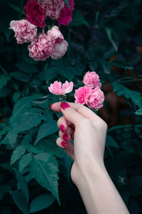 Close-up of hand holding pink flowering plant