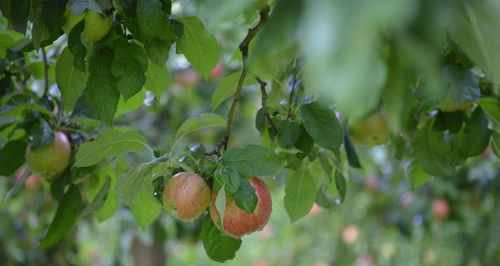 Close-up of fruit growing on tree