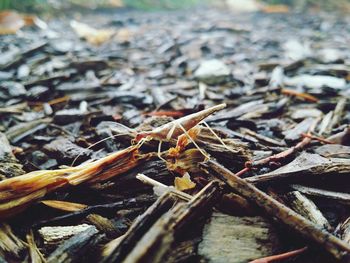 Close-up of dry leaves on field