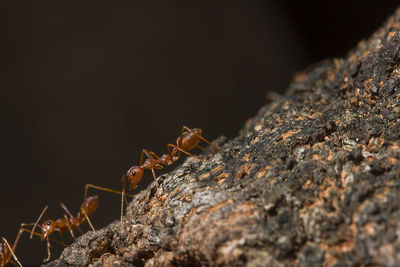 Red ants are on the tree.