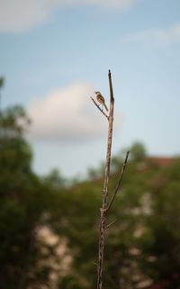 Close-up of plant on field against sky