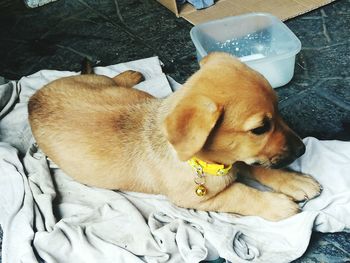 High angle view of dog sleeping on bed