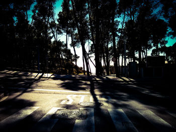 Shadow of trees on footpath
