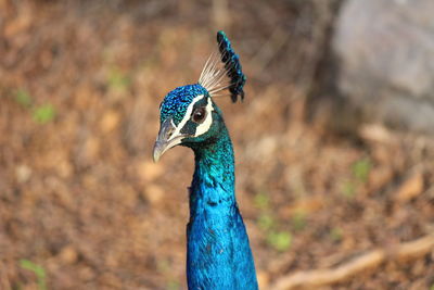 Close-up of peacock