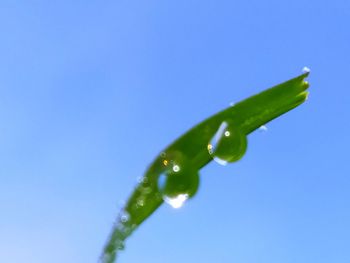 Close-up of water drops on leaf against blue sky