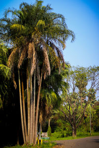 Palm trees against blue sky
