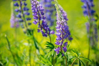 Close-up of purple flowers