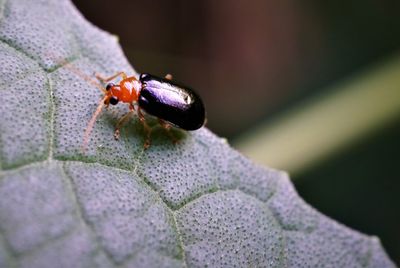 Close-up of the shiny flea beetle on leaf