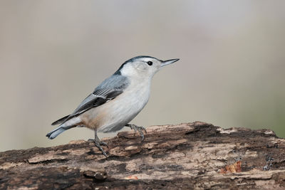 Close-up of bird perching on rock