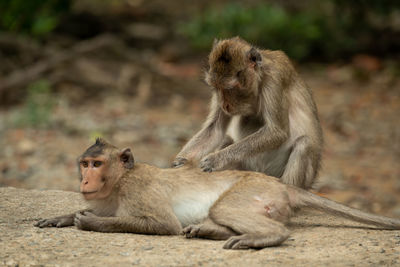 Monkey sitting on a looking away