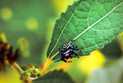Close-up of insect pollinating flower