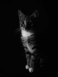 Portrait of cat against black background