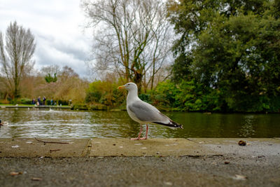 Seagull perching on a lake