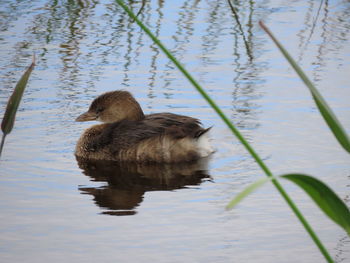 Duck swimming in lake