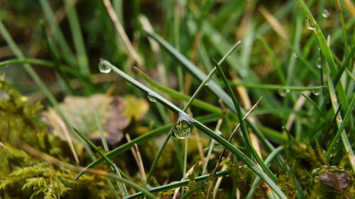 Close-up of insect on grass