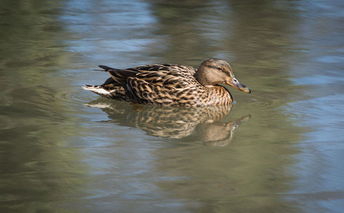 Duck swimming in lake