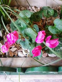 High angle view of pink flowering plants