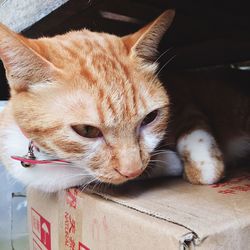 domestic cat