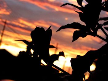 Close-up of silhouette birds against sunset sky