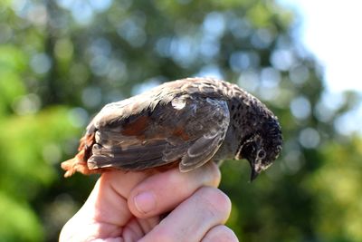 Close-up of hand holding bird