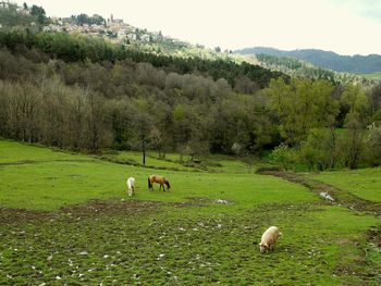 Sheep grazing in a field
