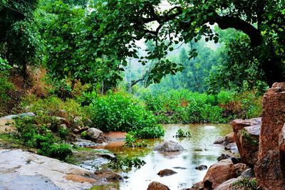 Scenic view of river in forest