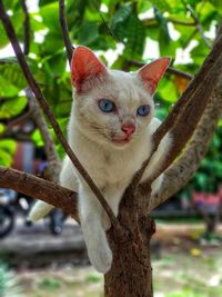 Portrait of a cat on tree