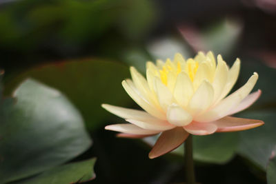 Close-up of yellow flower