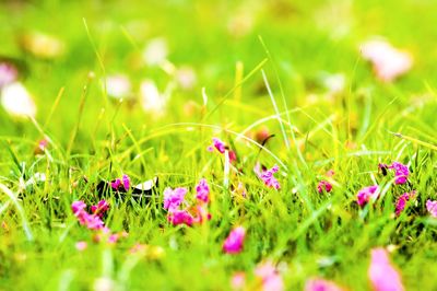 Close-up of honey bee on grass in field