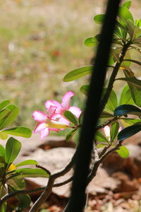 Close-up of pink flowering plant