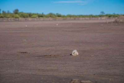 View of horse on the road