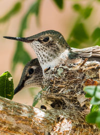 Close-up of bird perching on branch