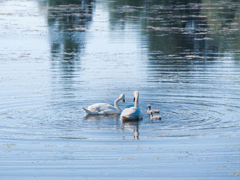 Swans swimming in lake